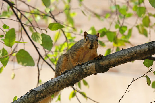 Squirrel in a Tree