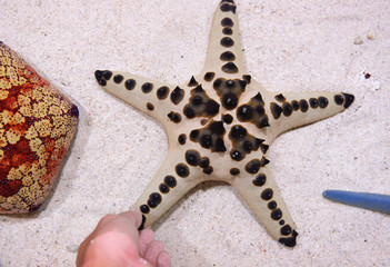 touch star fish