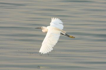 Little Egret (Egretta garzetta) looking for food