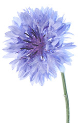 cornflower