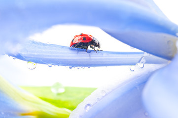 ladybug on iris flower