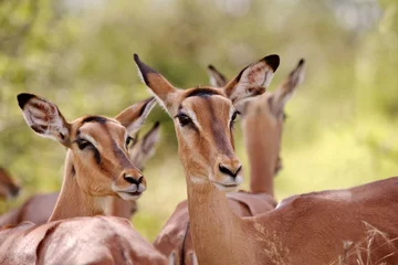 Fotobehang Zuid-Afrika Impala Ewes