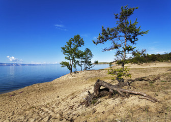 Fototapeta na wymiar Małe modrzewie na piaszczystym brzegu wyspy Olchon na Bajkale
