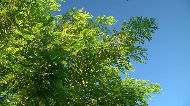 vent dans les branches