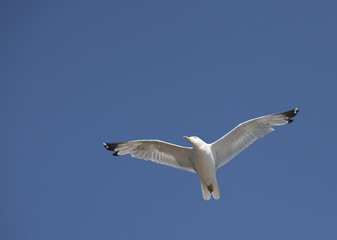 Herring Gull in the sky.