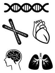 medical symbols of human organ and dna chromosome