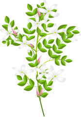 jasmine flowers plant with green leaves on white background