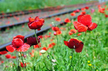 Wild red poppies near railway