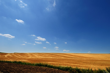 Fototapeta na wymiar Field of ripe golden wheat under picturesque blue sky