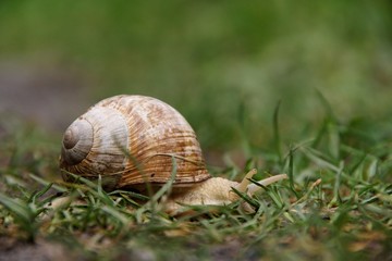Langsamer Weg (Waldschnegge)