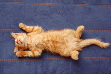 kitten sleeps on the back on sofa