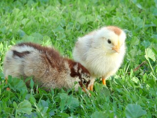 Two chicken in the grass