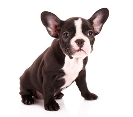Young bulldog isolated on white