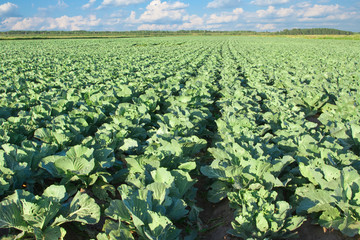 Cabbage field