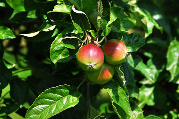 Apfel am Baum