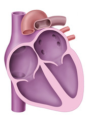 Herzschema, Kammern und Vorhoefe