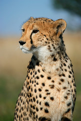 Naklejka na ściany i meble Cheetah portrait