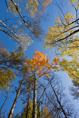 Autumn forest