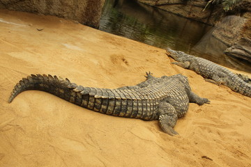 Krokodile 2