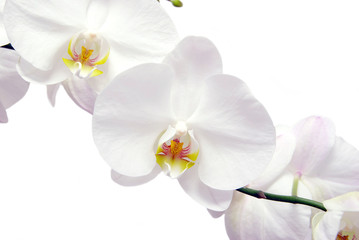 Obraz na płótnie Canvas white orchids