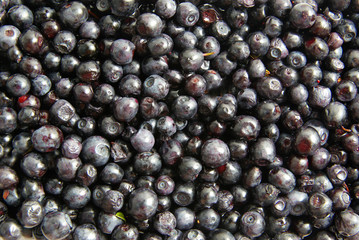 blueberry background