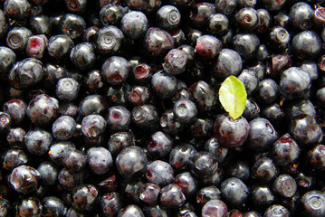 blueberry background