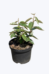 arbuste en conteneur