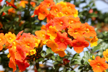 Fototapety  fleurettes orange