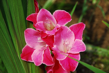 Rosa Gladiolenblüten