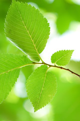 Green leaves
