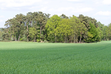 Feld und Wald