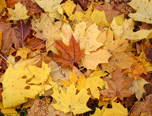 Autumn leaves background