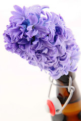 violet hyacinth in the dark bottle