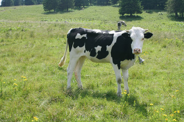 Fototapeta premium cow