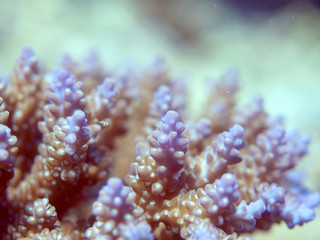 サンゴのアップ３