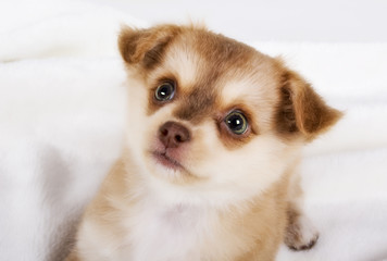 Chihuahua Welpe little dog 2