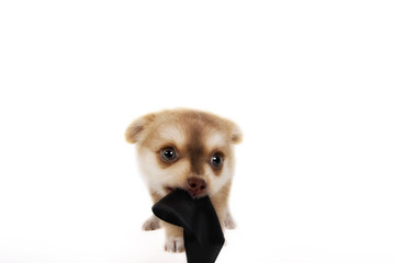 Chihuahua Welpe little dog