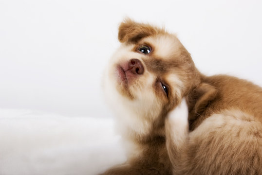 kratzender Chihuahua Welpe