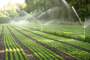 Water sprinkler system working on a nursery plantation - obrazy, fototapety, plakaty