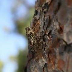 Cigale sur un arbre