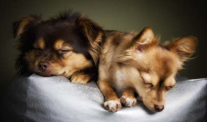 Chihuahuas sleeping