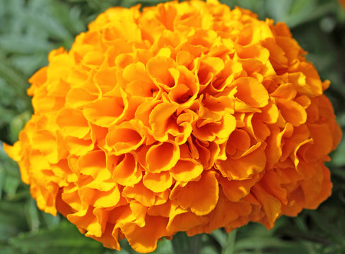 tagete, oeillet d'Inde, fleur jaune