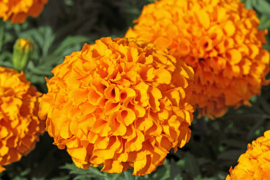 tagetes, oeillets d'Inde, fleurs jaunes