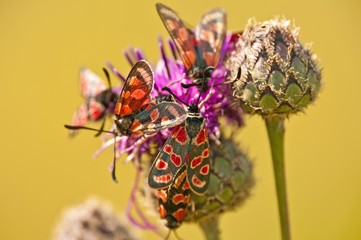 Erdeichelwidderchen, Zygaena filipendulae auf Distel
