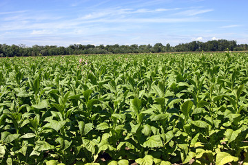 Fototapeta na wymiar Tabakpflanze