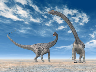 Obraz na płótnie Canvas Diplodocus