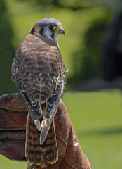 American kestrel (falco sparverius)