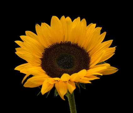 sunflower isolated on black;