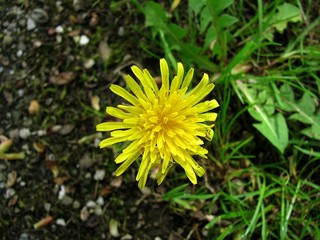 Dandelions from above