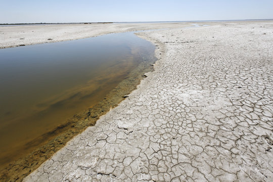 Etang Camargue . France  Bouches-du-Rhone
